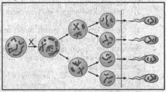 Perhatikan skema spermatogenesis berikut! Prose&hellip;