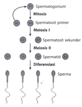 Pernyataan yang paling benar tentang garnetogenesi&hellip;