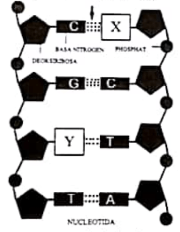 Perhatikan gambar DNA berikut ini! Pemyataan ya&hellip;