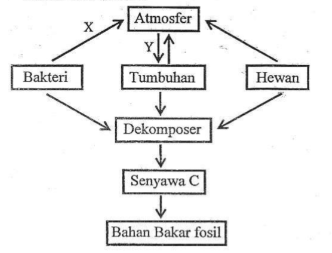 Skema daur karbon. Proses yang terjadi pada X d&hellip;
