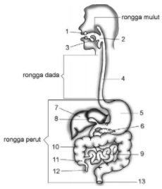Perhatikan gambar sistem pencernaan berikut! &hellip;