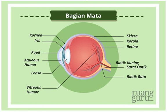 Perhatikan gambar bola mata berikut! Bagian dan&hellip;