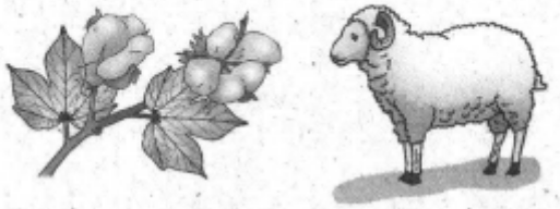 perhatikan gambar berikut! tanaman dan hewan pa&hellip;