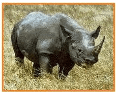 Gambar di atas merupakan salah satu hewan yang dil&hellip;