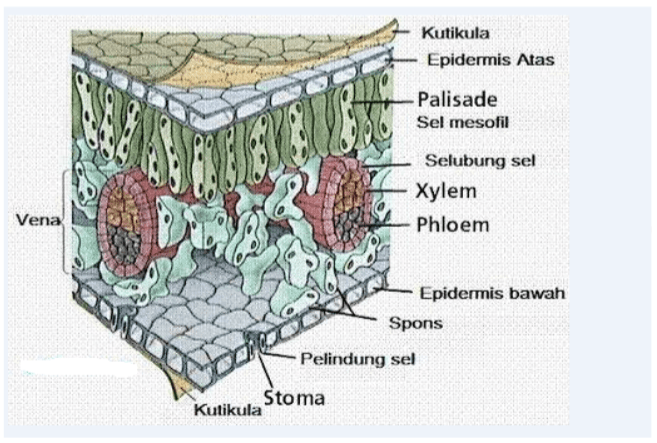 Perhatikan ciri-ciri jaringan tumbuhan berikut! 1)&hellip;