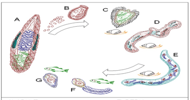 Perhatikan gambar daur hidup (Clonorchis sinensis)&hellip;