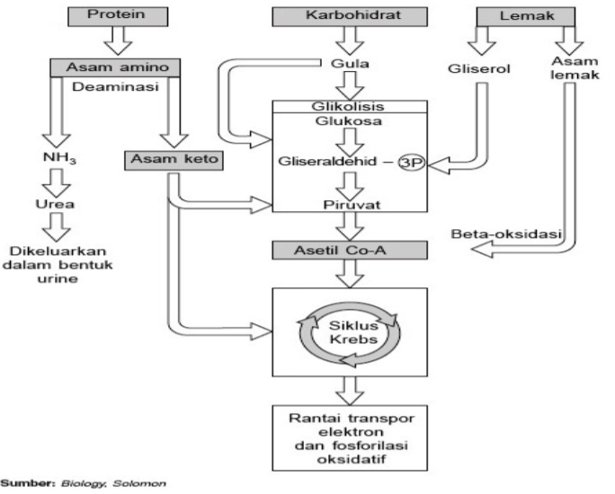 Perhatikan keterkaitan antara metabolisme karbohid&hellip;
