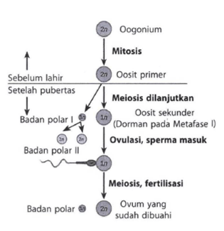 Perhatika gambar oogenesis berikut. Sel yang me&hellip;