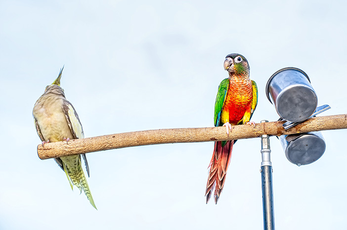 Inilah Alasan Burung Beo Bisa Menirukan Suara Manusia 465_X_702_jpg