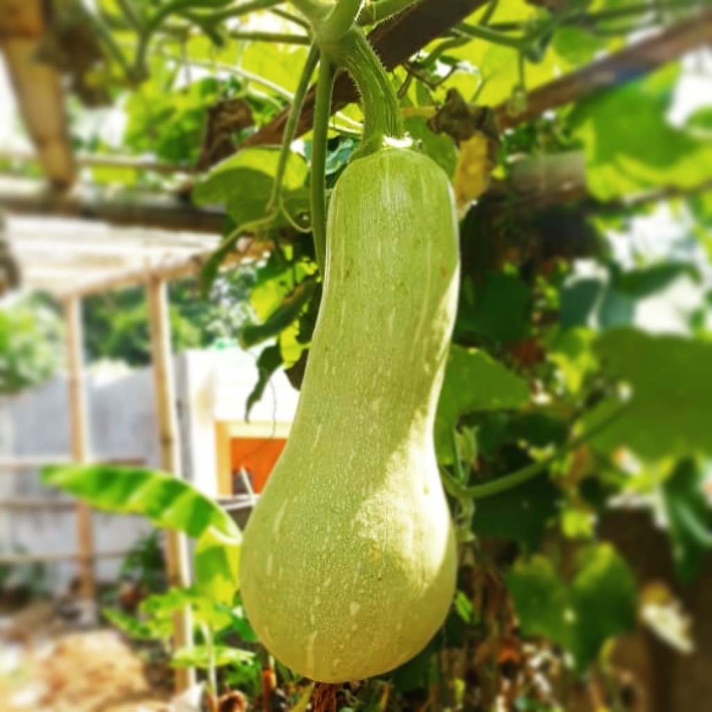 Enatura - Manfaat Labu Madu (Butternut) Bagi Kesehatan