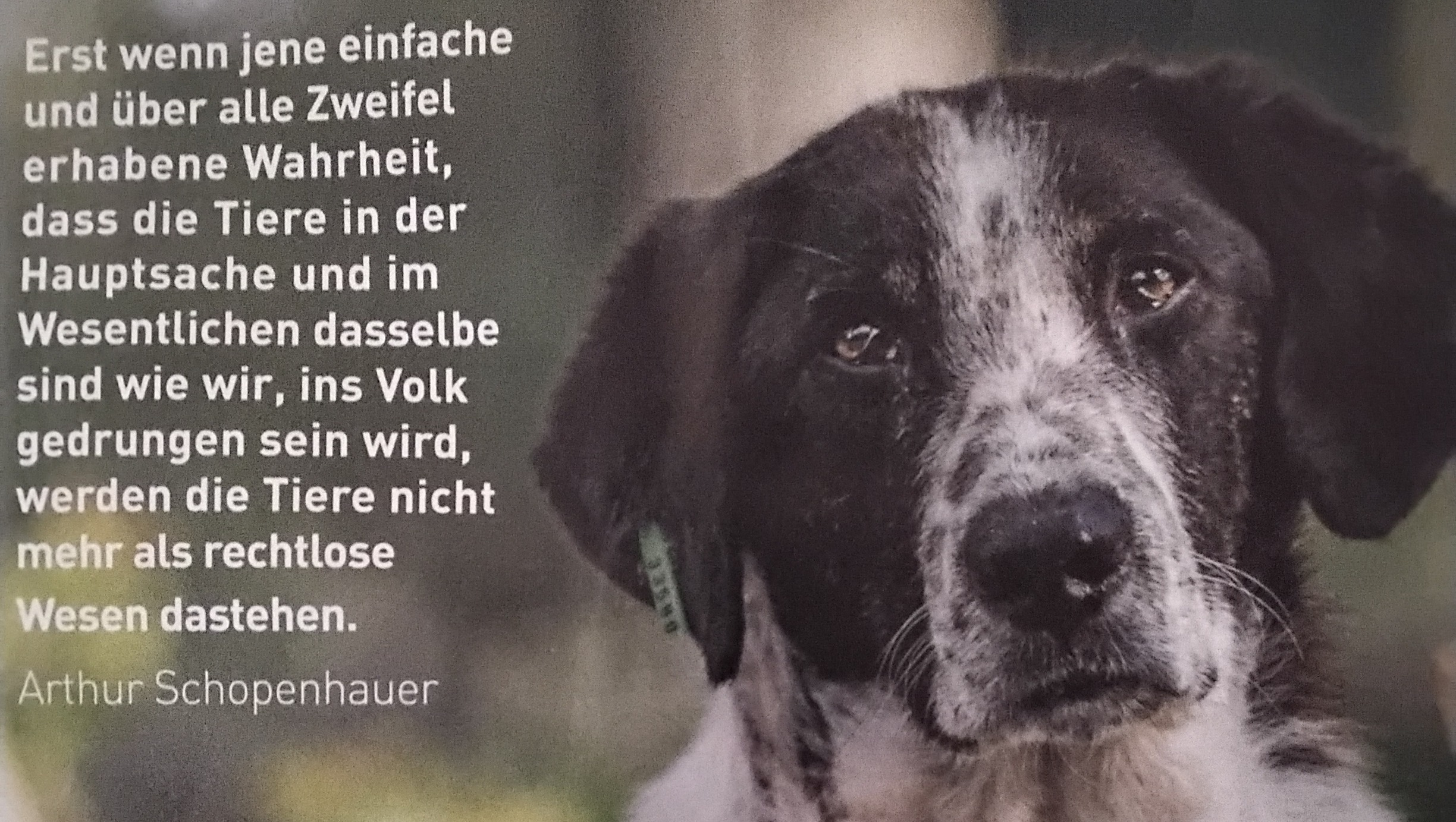 Fundraiser By Gabriele Miller Dringender Waldfreilauf Fur Die Hunde I D Smeura