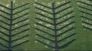 “Boosting Chennai’s Climate Resilience: TN Plants 20,000 Mangroves Along Buckingham Canal” | Australia India News