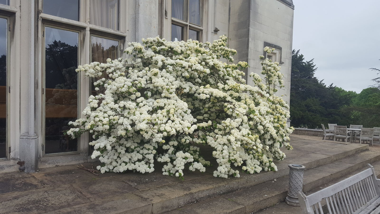Viburnum plicatum thunb