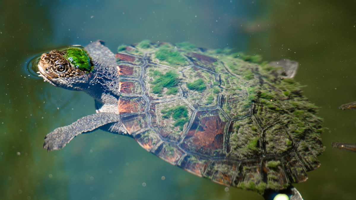 Fotografias de tortugas