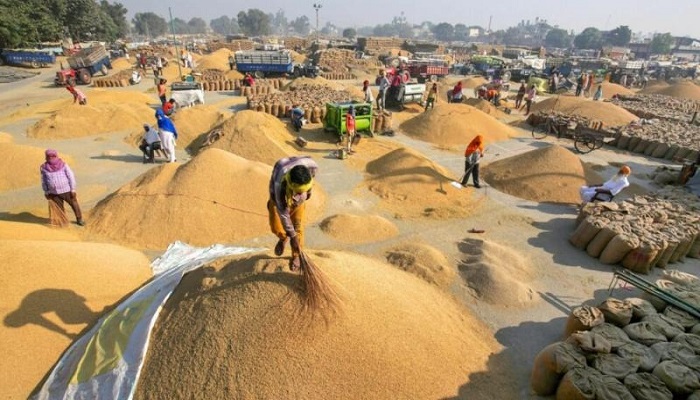Paddy procurement of Paddy procured in Punjab, 1822 procurement centers made in the state