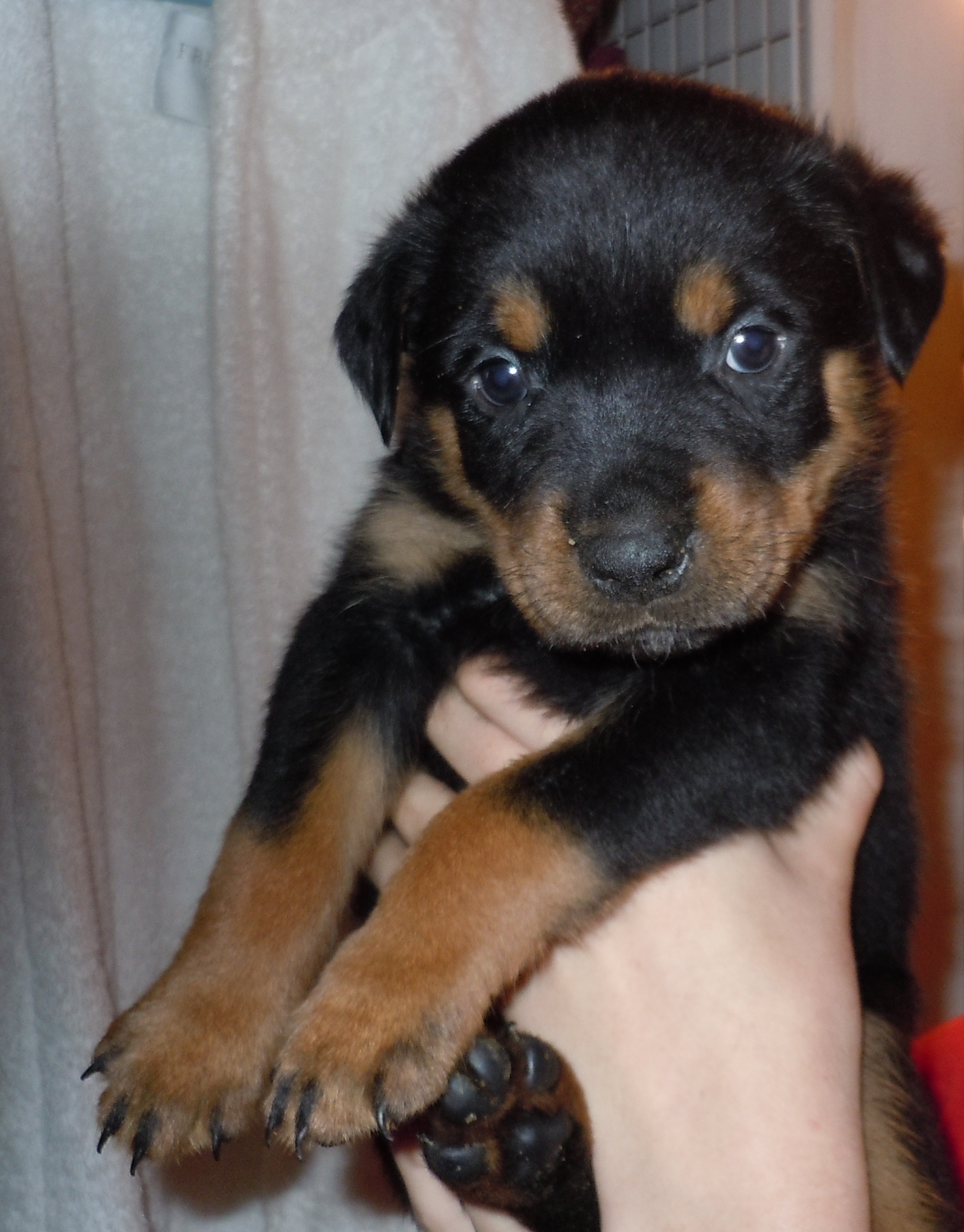 Rottweiler Cropped Ears