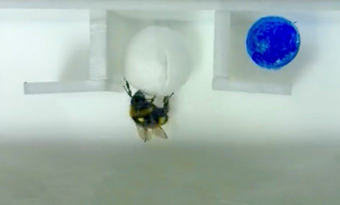 Bumblebees Just Did Something Scientists Have Never Seen Before