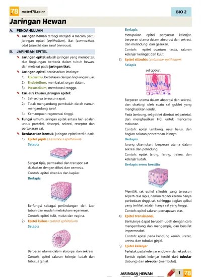 Jaringan Hewan BIO 2 A. PENDAHULUAN B. JARINGAN EPITEL JARINGAN HEWAN.  materi78.co.nr. Berlapis