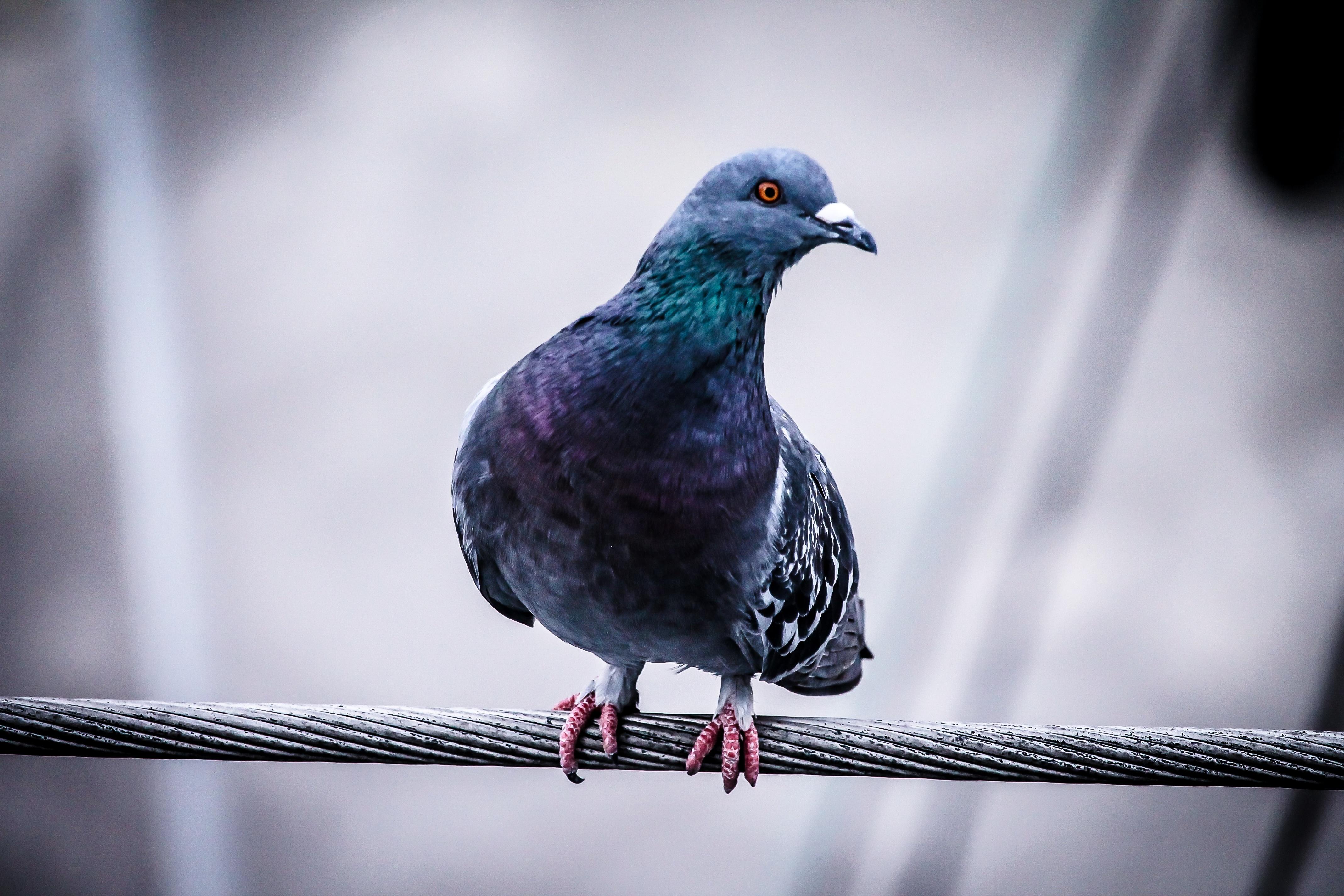 Wallpaper Dove, Bird, Wire Hd : Widescreen : High Definition : Fullscreen 2848_X_4272_jpg