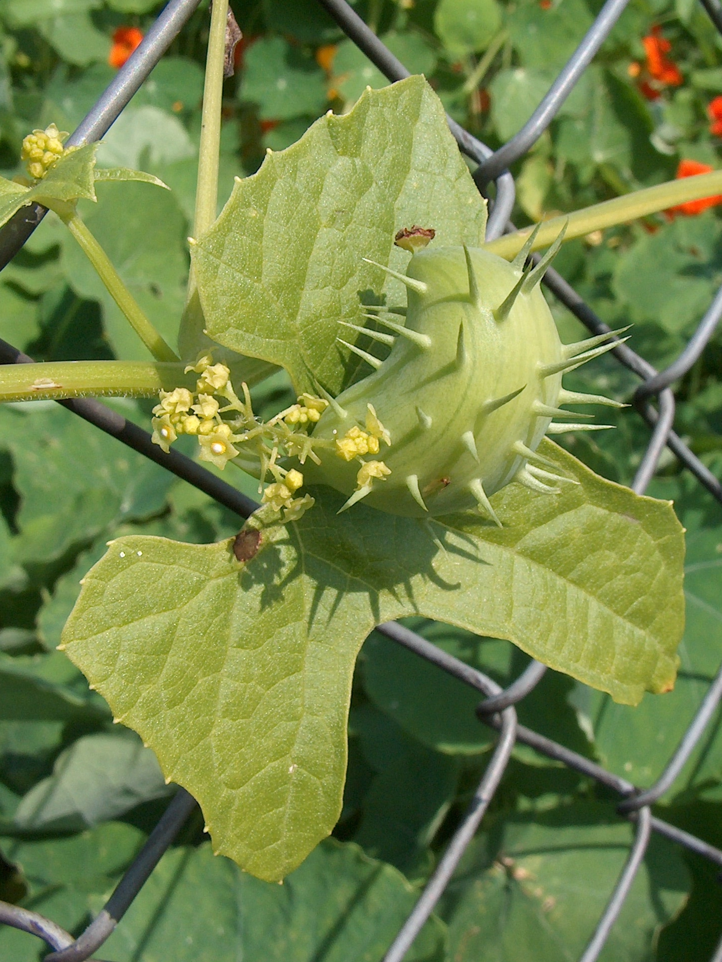 Explodiergurke (Cyclanthera brachystachya) . Explodiergurke