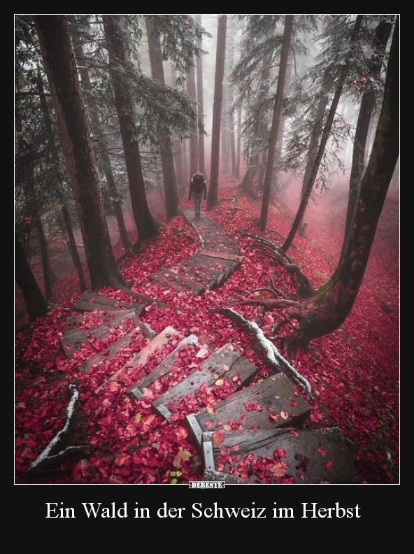 Ein Wald In Der Schweiz Im Herbst.. | Lustige Bilder, Sprüche, Witze, Echt Lustig 792_x_592_jpg