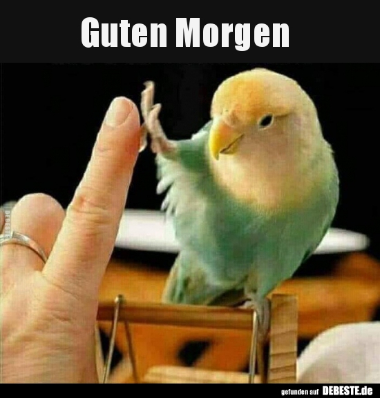 Guten Morgen.. | Lustige Bilder, Sprüche, Witze, Echt Lustig 577_x_550_jpg