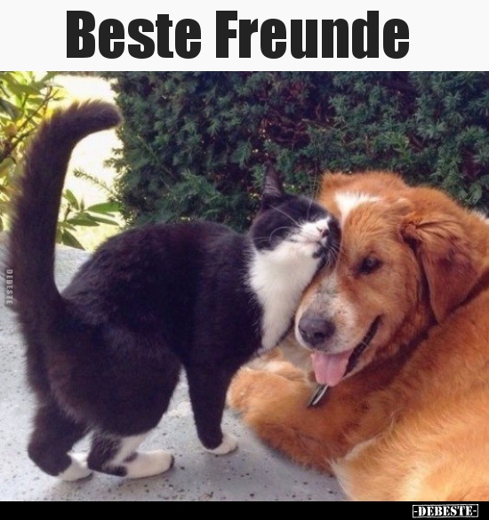 Beste Freunde Lustige Bilder Spruche Witze Echt Lustig