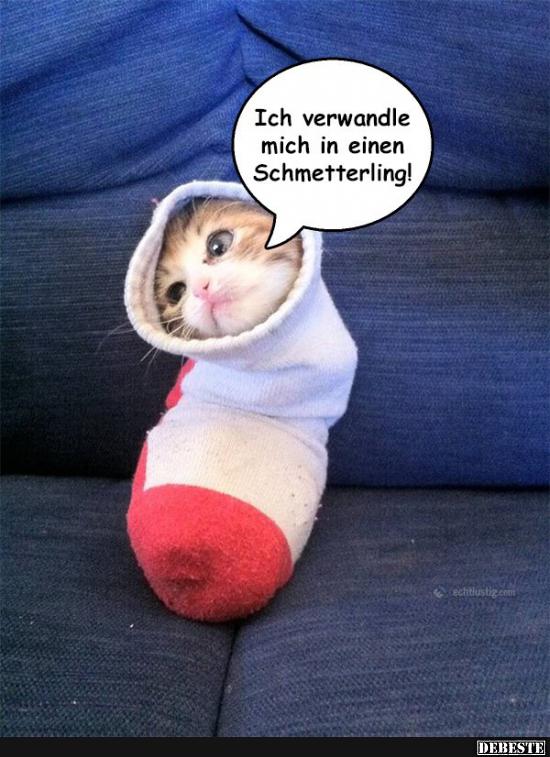 Ich Verwandle Mich In Einen Schmetterling Lustige Bilder Spruche Witze Echt Lustig