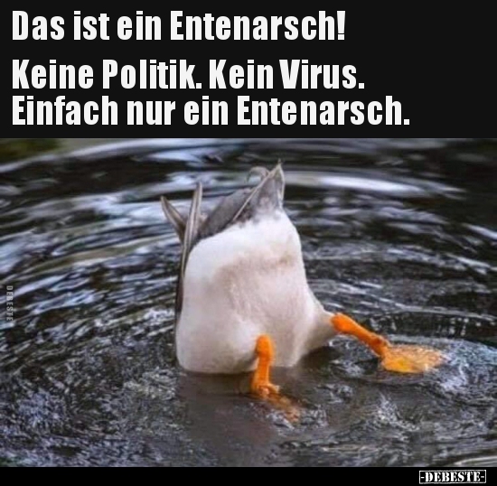 Das Ist Ein Entenarsch! Keine Politik.. | Lustige Bilder, Sprüche, Witze, Echt Lustig 538_x_550_jpg