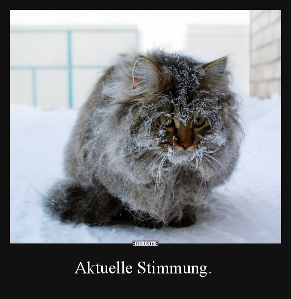 Aktuelle Stimmung. | Lustige Bilder, Sprüche, Witze, echt lustig