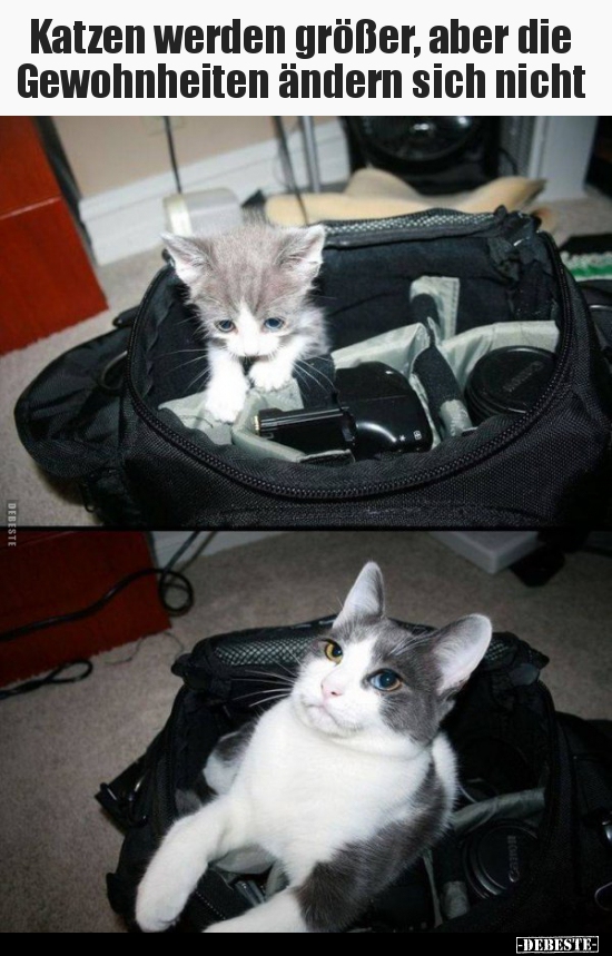 Katzen werden gröÃer, aber die Gewohnheiten ändern sich.. | Lustige Bilder, Sprüche, Witze, echt
