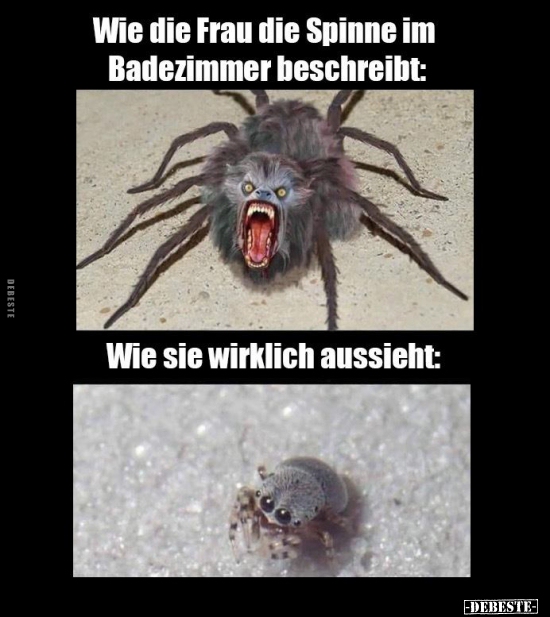 Lustige Bilder Sprüche Spinnen Abgeschlossen