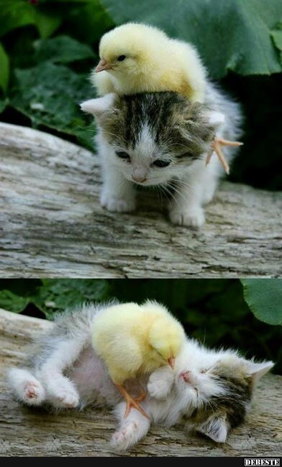 Best Friends. | Lustige Bilder, Sprüche, Witze, Echt Lustig 911_x_550_jpg
