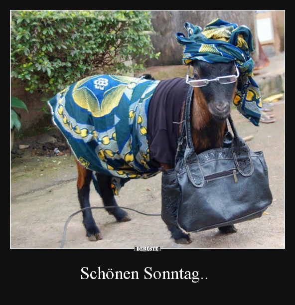 Schönen Sonntag.. | Lustige Bilder, Sprüche, Witze, echt lustig