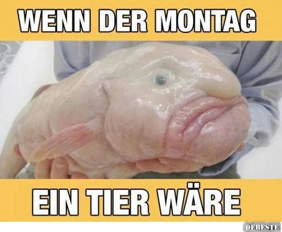 Wenn Der Montag Ein Tier Wäre | Lustige Bilder, Sprüche, Witze, Echt Lustig 451_x_550_jpg