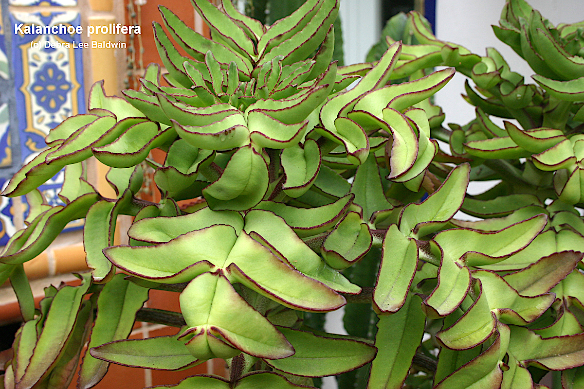 Tropical succulents
