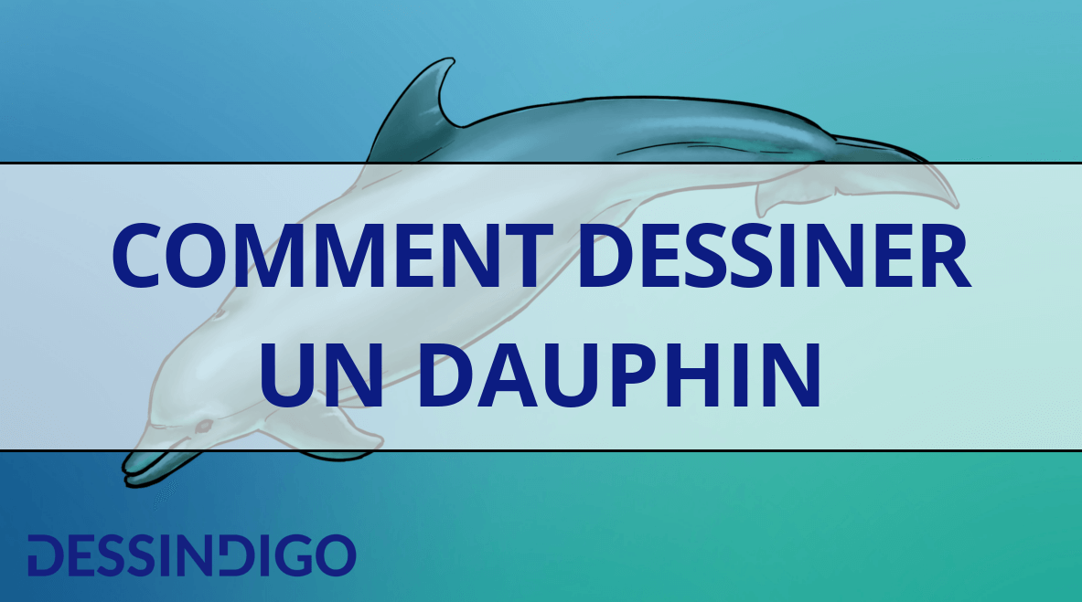 Comment Dessiner Un Dauphin Blog Dessindigo