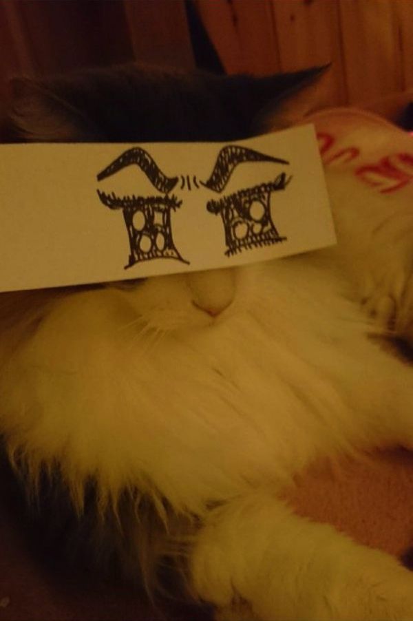 кот с нарисованными глазами