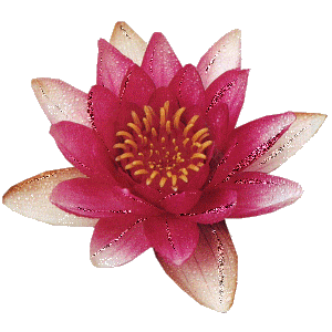 Agosto Il Fiore Di Loto Dove Abitano Le Fate Delle Acque