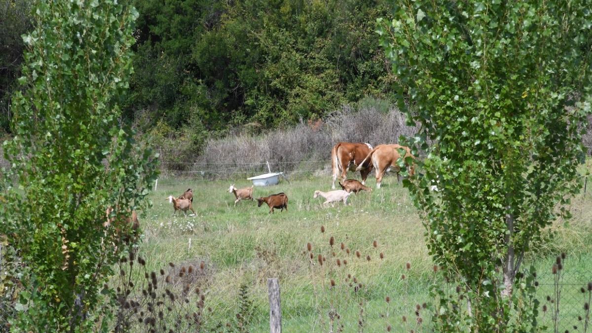 Il Cilento laboratorio dell’agricoltura rigenerativa: recupero del suolo e riduzione dei costi, i primi risultati concreti