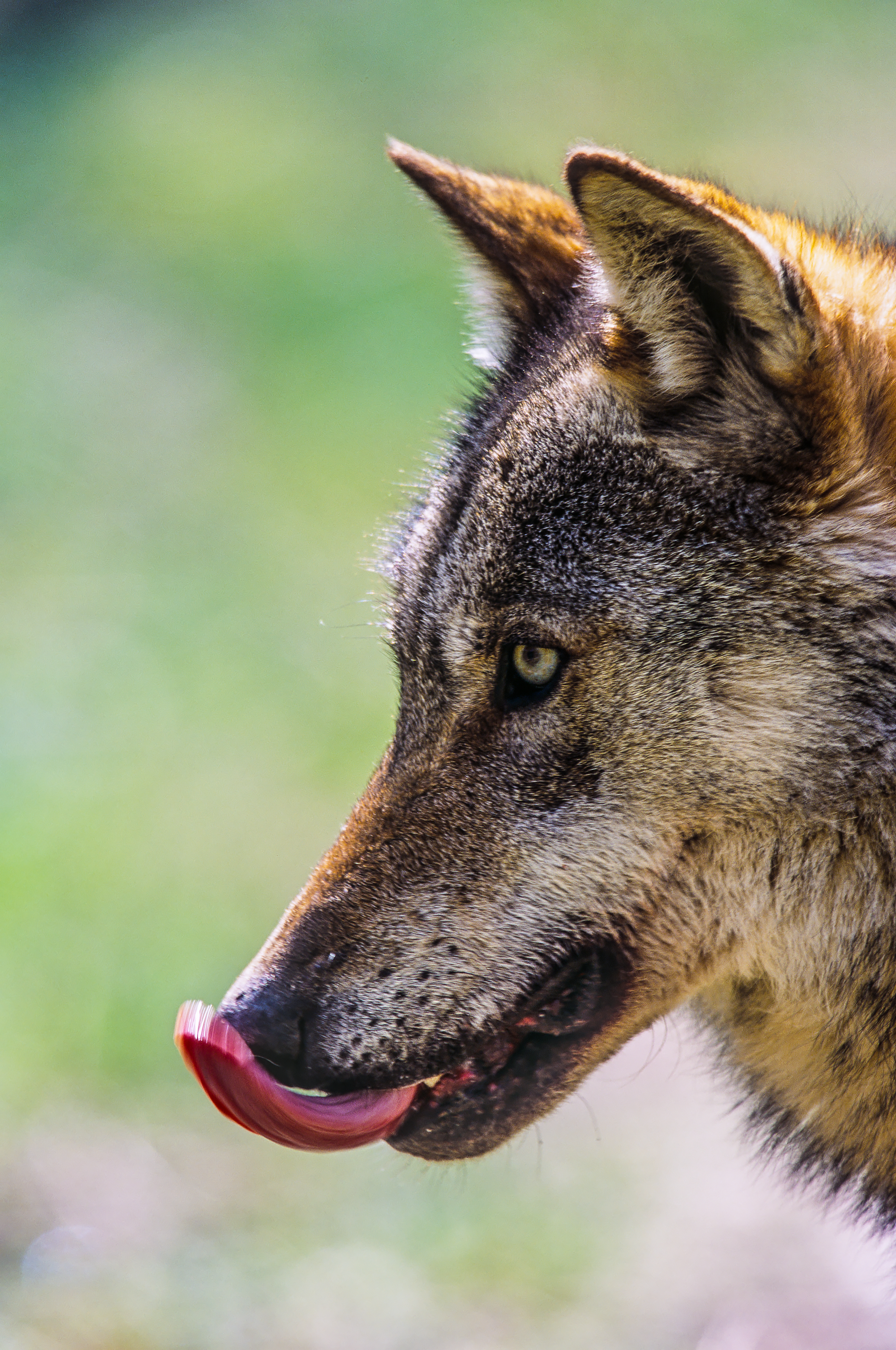 Perso in 52 anni il 73% delle popolazioni di animali selvatici. Ma si vedono segnali di speranza: «La conservazione può funzionare»