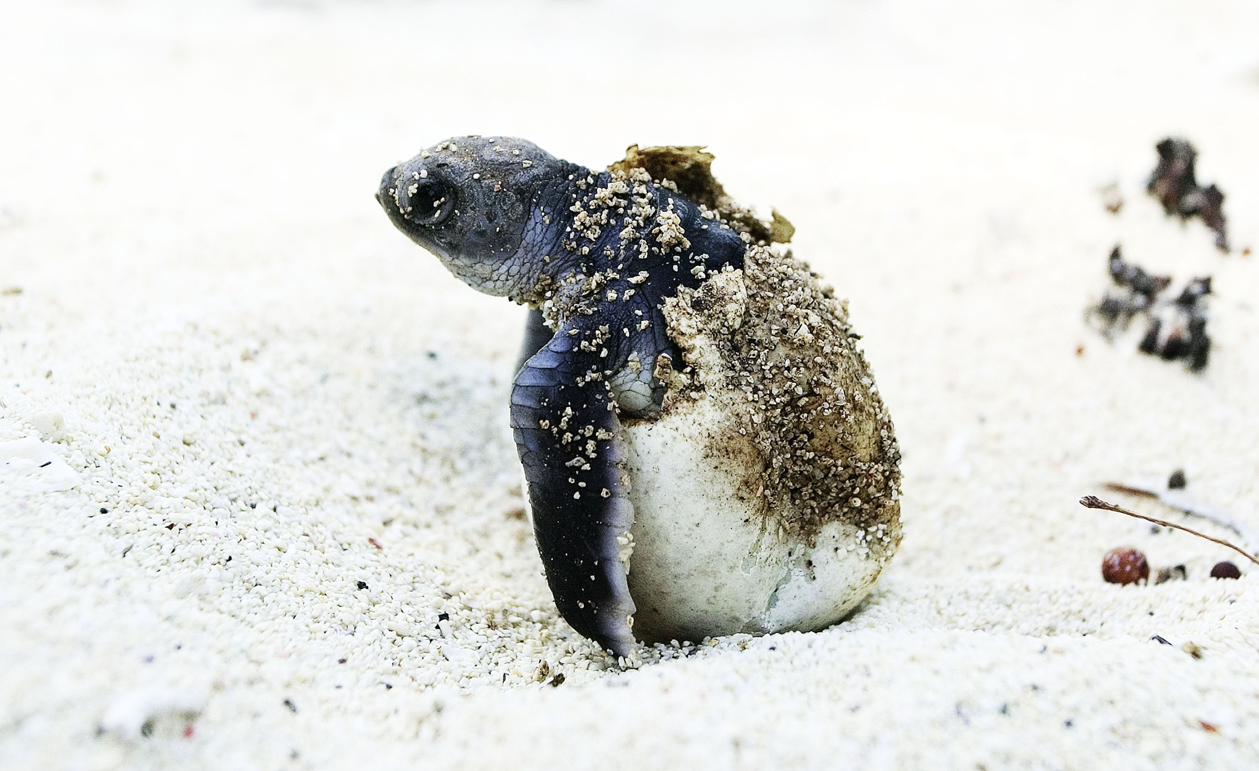 Perso in 52 anni il 73% delle popolazioni di animali selvatici. Ma si vedono segnali di speranza: «La conservazione può funzionare»