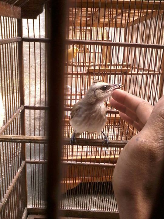 Memelihara Burung Trucukan ( Belajar Garuda ) | Wakjoo 720_X_540_jpg