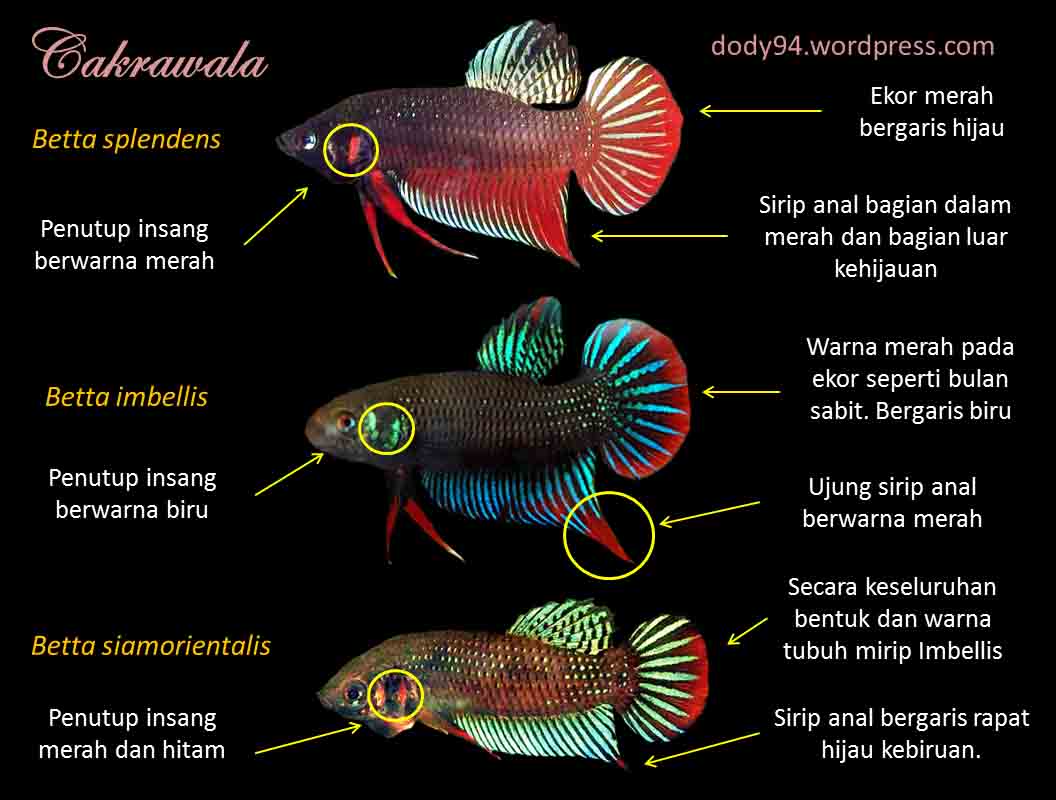 Cara Membedakan Telur Dan Busa Ikan Cupang Untuk Pemula: Trik Jitu Agar Tidak Salah Langkah!