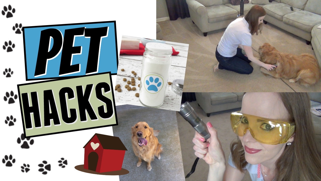 Dog Cleaning Hacks That Actually Work