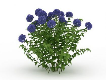 Flowers 3d Models Download For Free