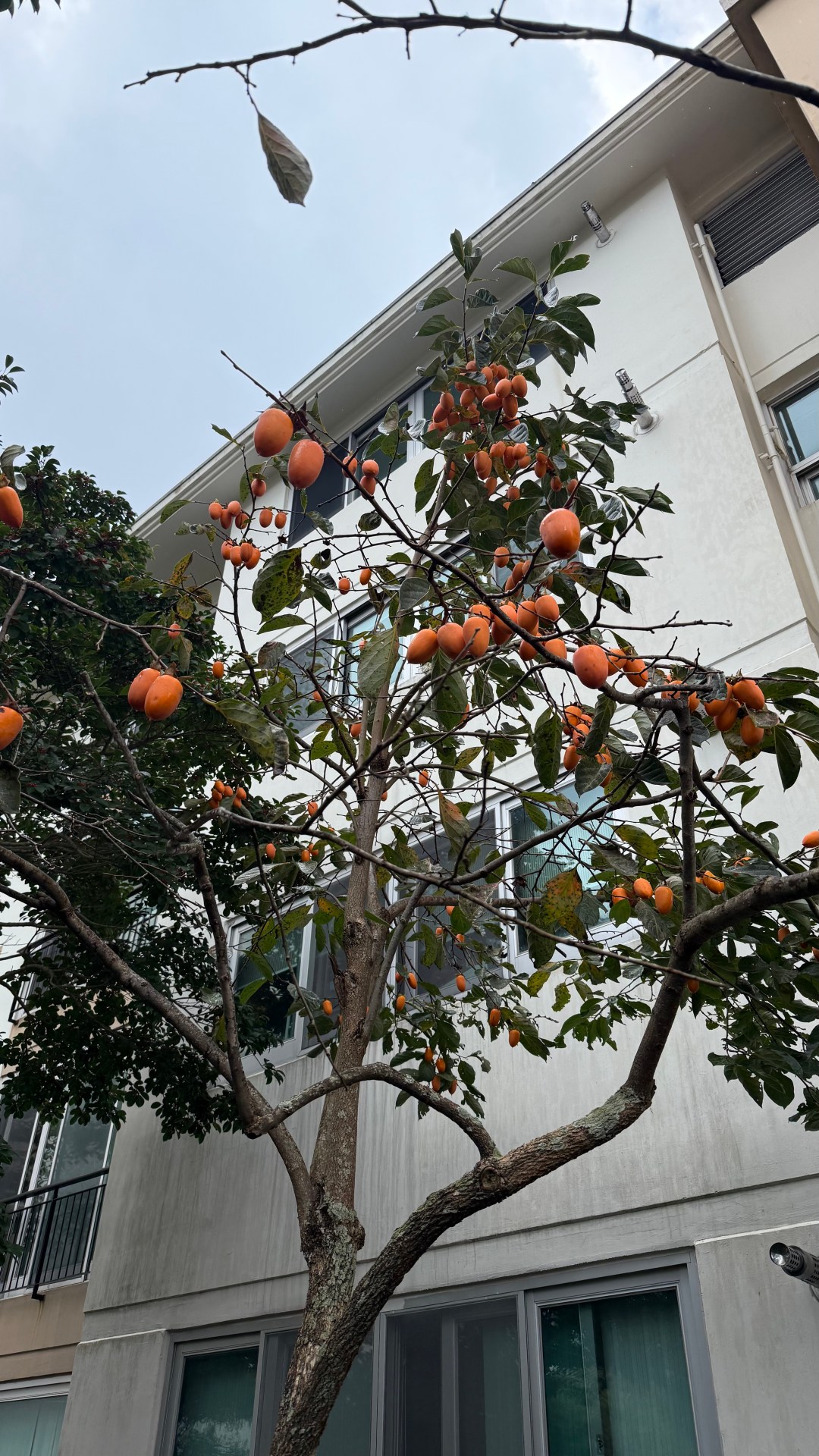 진화적 시선으로 본 익은 감의 유혹