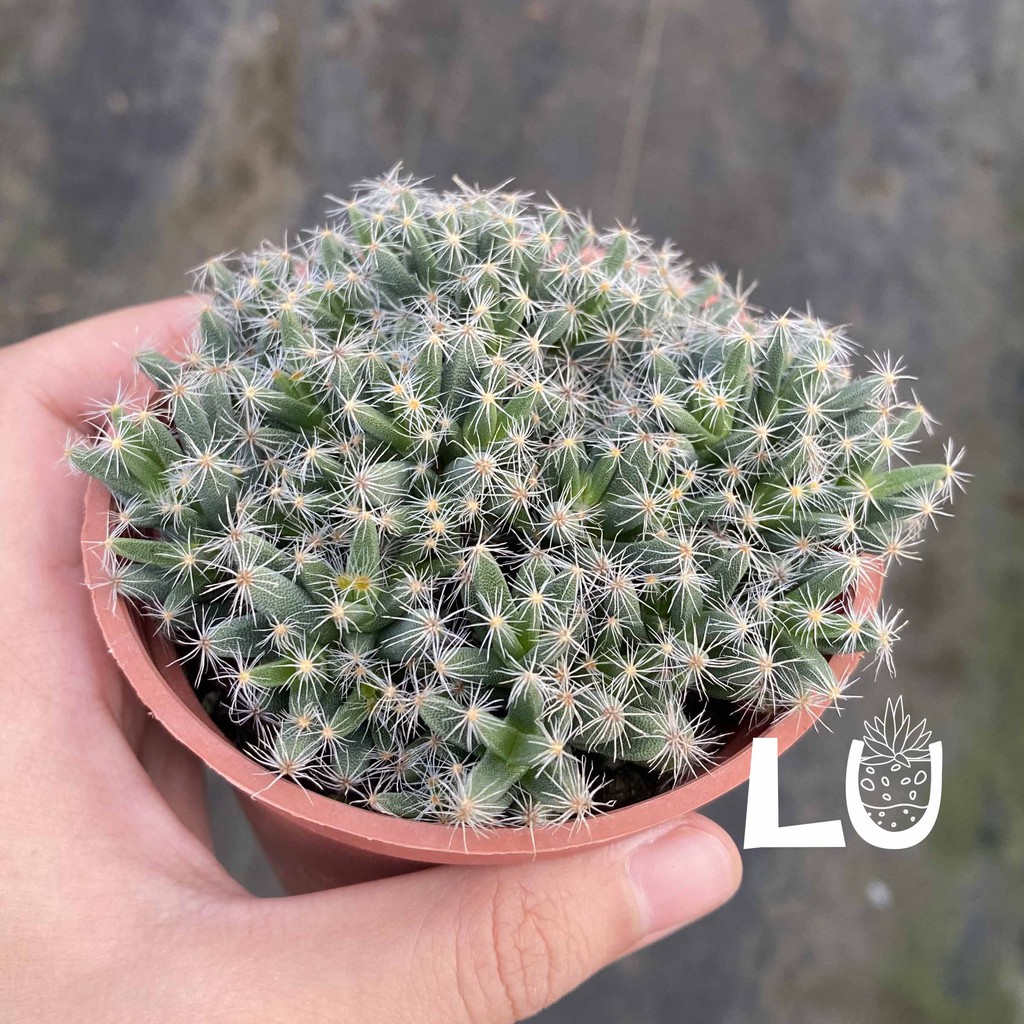 三吋多肉植物＿紫晃星＿呂爸爸農家樂