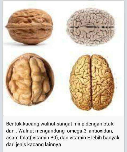 Kacang walnut untuk otak | Kesehatan Vegan - dr. Satyawira Aryawan Deng