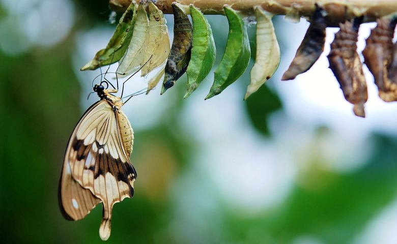 Metamorfosis Kupu-Kupu, dari Telur Hingga Kupu-Kupu Dewasa